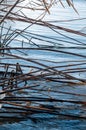 Scirpus reed on the bank of the autumn river