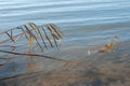 Scirpus reed on the bank of the autumn river