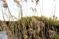 Scirpus reed is a genus of perennial and annual coastal aquatic plants of the Sedge family