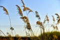 Scirpus reed is a genus of perennial and annual coastal aquatic plants of the Sedge family