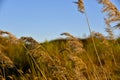 Scirpus reed is a genus of perennial and annual coastal aquatic plants of the Sedge family