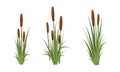Scirpus, Reed thickets. aquatic vegetation from Coastal shores of lakes and rivers and swamps, meadows. Realistic vector Royalty Free Stock Photo