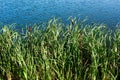 Scirpus on the bank