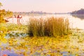 Scirpus in the River Royalty Free Stock Photo