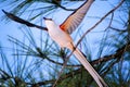 Scissor Tail Flycatcher