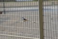 Scissor-tail Flycatcher