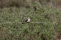 Scissor-tailed Flycatche Tyrannus forficatus