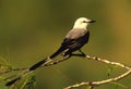 Scissor-tailed Flycatcher