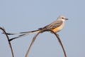 Scissor-tailed Flycatcher