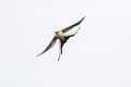 The scissor tailed flycatcher isolated on white background