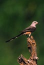 Scissor-tailed Flycatcher on Log