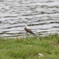 Scissor-tailed flycatcher