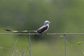 Scissor-tailed Flycatcher, Tyrannus forficatus, perched