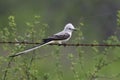 Scissor-tailed Flycatcher, Tyrannus forficatus, perched on barbed wire