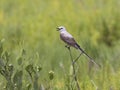 The scissor tailed flycatcher Tyrannus forficatus