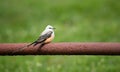 Scissor-tailed Flycatcher Tyrannus forficatus perched on fence Royalty Free Stock Photo
