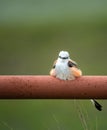 Scissor-tailed Flycatcher Tyrannus forficatus perched on fence