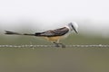 Scissor-tailed Flycatcher, Tyrannus forficatus, perched on wire