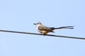 Scissor-tailed Flycatcher tyrannus forficatus