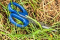 Scissors with blue handles in the green summer grass.
