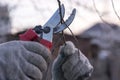 Scissors cut a branch of a tree Royalty Free Stock Photo