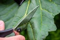 With scissors, cut a piece from a large green leaf of burdock