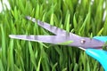 Scissors cutting fresh grass Royalty Free Stock Photo