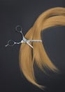 Scissors and piece of blond hair. Professional barber hair cutting shears on black background. Hairdresser salon equipment concept Royalty Free Stock Photo