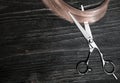 Scissors and piece of blond hair. Professional barber hair cutting shears on wooden background. Hairdresser salon equipment concep Royalty Free Stock Photo