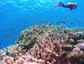 Scissortail Damselfish School over a Coral Reef in the Marshall Islands Royalty Free Stock Photo