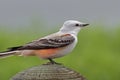 Scissortail Flycatcher