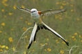 Scissortail flycatcher