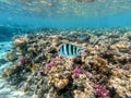 Scissortail Sergeant (Abudefduf sexfasciatus) at the Red Sea coral reef