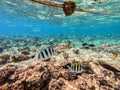 Scissortail Sergeant (Abudefduf sexfasciatus) at the Red Sea coral reef