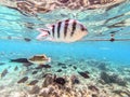 Scissortail Sergeant (Abudefduf sexfasciatus) at the Red Sea coral reef