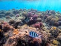 Scissortail Sergeant (Abudefduf sexfasciatus) at the Red Sea coral reef