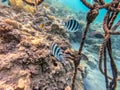 Scissortail Sergeant (Abudefduf sexfasciatus) at the Red Sea coral reef Royalty Free Stock Photo