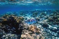 Scissortail sergeant fish Abudefduf sexfasciatus striptailed damselfish underwater, Tropical waters
