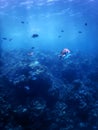 Scissortail sergeant fish Abudefduf sexfasciatus striptailed damselfish underwater, Tropical waters