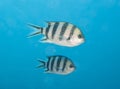 Scissortail sergeant fish swimming in blue water Royalty Free Stock Photo