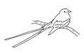 Scissortailed flycatcher bird illustration vector Royalty Free Stock Photo