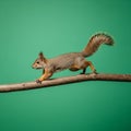 (Sciuridae family) running on a thin branch against a solid green Royalty Free Stock Photo