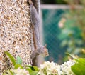 Sciurus carolinensis climbing down a wall. Royalty Free Stock Photo