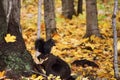 Melanistic Eastern Gray Squirrel With Nut In Autumn Forest Royalty Free Stock Photo
