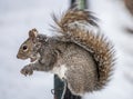 Sciurus carolinensis, eastern gray squirrel Royalty Free Stock Photo