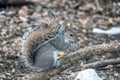 Sciurus carolinensis, eastern gray squirrel Royalty Free Stock Photo