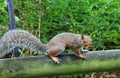 Sciurus carolinensis, eastern gray squirrel.