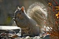 Sciurus carolinensis eastern gray squirrel or grey squirrel in backlit scene Royalty Free Stock Photo