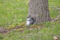 Eastern Gray Squirrel Leaning Back Against Tree With Walnut In Mouth Royalty Free Stock Photo