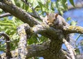 Cute Squirrel Napping In Sunny Tree